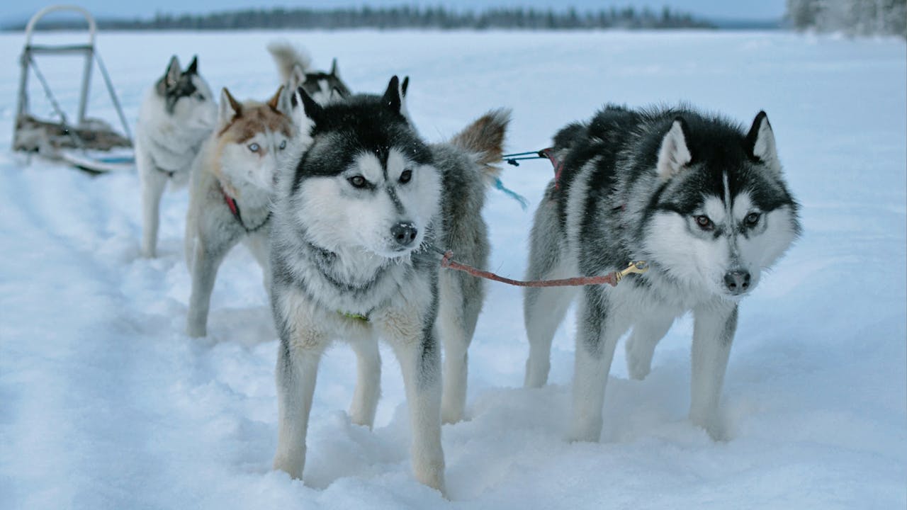 Embracing the Arctic Tradition: The Thrill of Dog Sledding